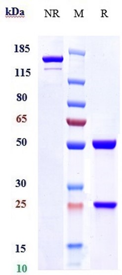 m34038 sds page