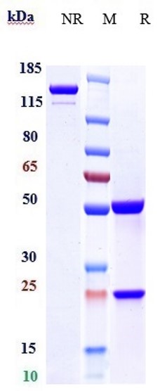 m34039 sds page