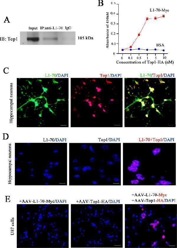ma1028 41419_2021_4348_fig3_html