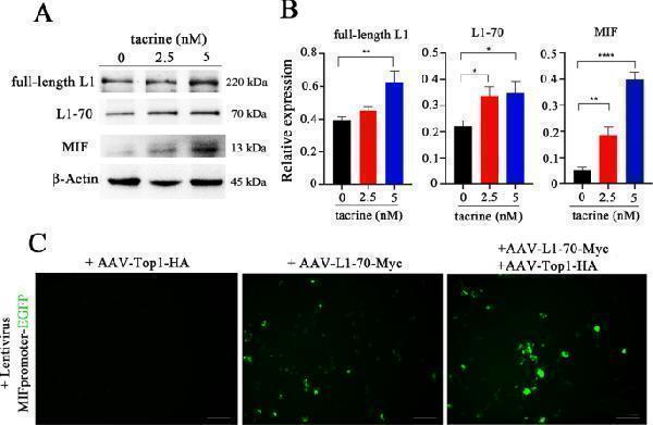 ma1028 41419_2021_4348_fig4_html