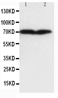 Anti-Collagen, Type III Col3a1 Antibody (Monoclonal, 35C74)