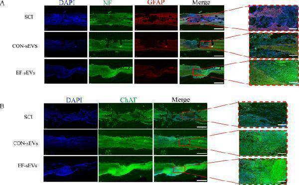 ma1045 12951_2023_2217_fig3_html