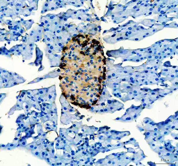 ma1047 glucagon primary antibodies ihc testing 1
