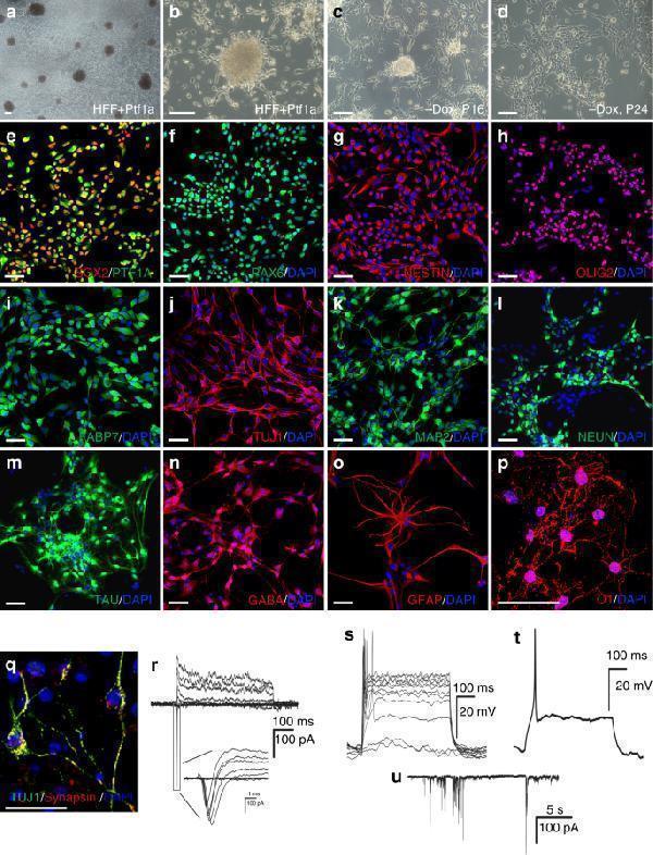 Ptf1a reprograms human foreskin fibroblasts (HFF) into tripotent iNSCs