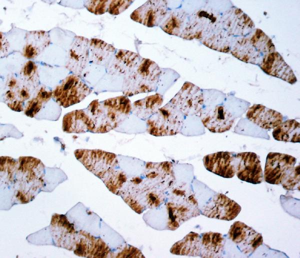 Figure 2. IHC analysis of Myosin using anti-Myosin antibody (MA1064). Myosin was detected in a paraffin-embedded section of rat skeletal muscle tissue. Heat mediated antigen retrieval was performed in EDTA buffer (pH 8.0, epitope retrieval solution). The tissue section was blocked with 10% goat serum. The tissue section was then incubated with 2 microg/ml mouse anti-Myosin Antibody (MA1064) overnight at 4°C. Peroxidase Conjugated Goat Anti-mouse IgG was used as secondary antibody and incubated for 30 minutes at 37°C. The tissue section was developed using HRP Conjugated Mouse IgG Super Vision Assay Kit (Catalog # SV0001) with DAB as the chromogen.