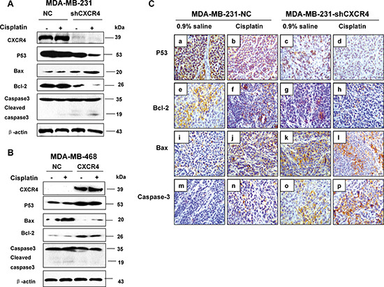ma1078 oncotarget 06 1020 g004