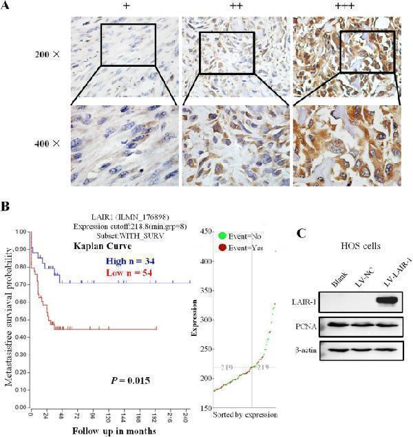 ma1083 12957_2020_1896_fig1_html