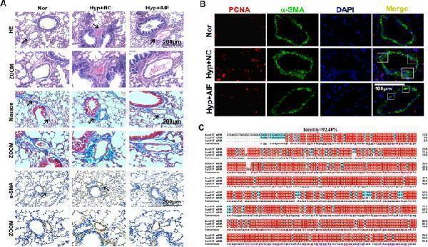 ma1083 13578_2022_744_fig5_html