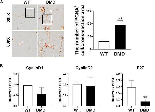 ma1083 fcell 10 820520 g002