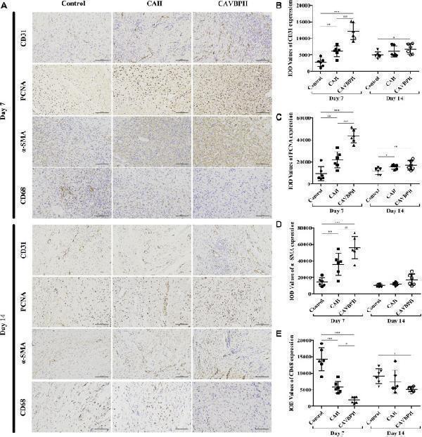 ma1083 fphar 13 913408 g005