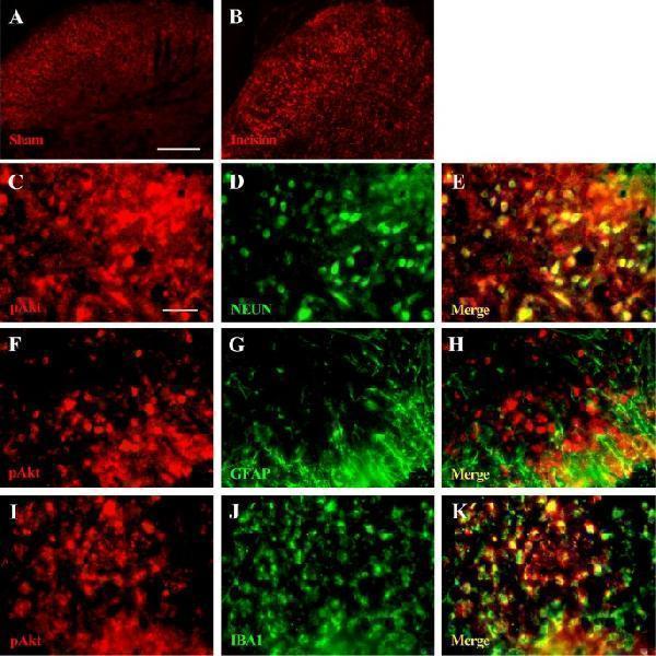 ma1085 12868_2019_521_fig5_html