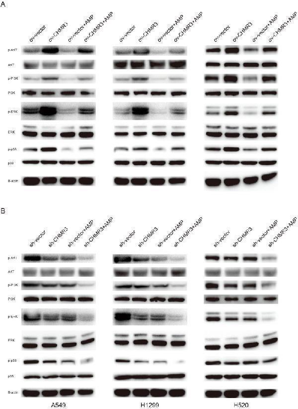 ma1085_fonc 15 1582040 g005