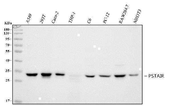 ma1087 pstair primary antibodies wb testing 1