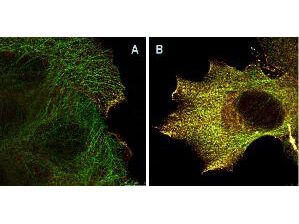 mp00024 akt1 primary antibodies if testing 3