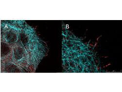 mp00024 akt1 primary antibodies if testing 4