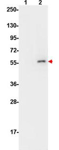 Western Blot of Mouse Anti-AKT pS473 antibody