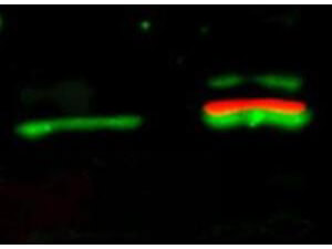 mp00024 akt1 primary antibodies wb testing 7