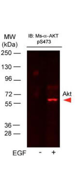 mp00024 akt1 primary antibodies wb testing 8