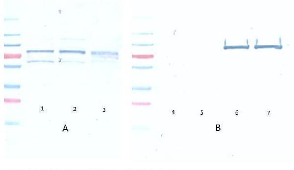 mp00024 akt1 primary antibodies wb testing 9