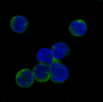Immunofluorescent analysis of Jurkat cells treated with Pervanadate, using Phospho-JAK2 (Y1007 + Y1008) Antibody