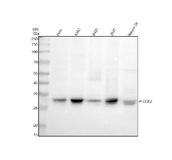 mp00166 p cdk2 primary antibodies wb testing 1