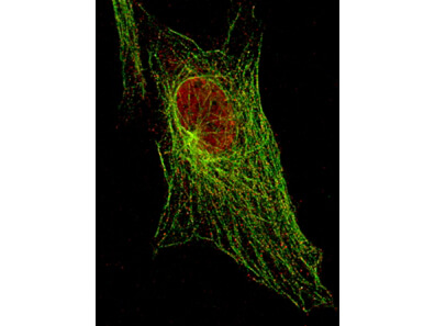 mp01087 stat5a primary antibodies if testing 3