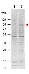 mp01087 stat5a primary antibodies wb testing 2