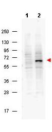 mp01105 pdcd4 primary antibodies wb testing 2