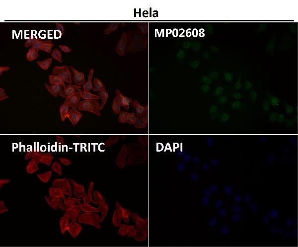 Immunofluorescent analysis using the Antibody at 1:50 dilution.