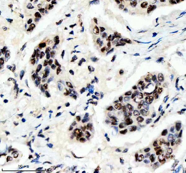 mp02608 p jnk1 2 3 primary antibodies ihc testing 1_1