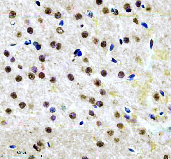 mp02608 p jnk1 2 3 primary antibodies ihc testing 4_1