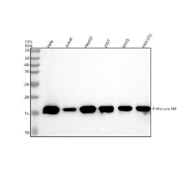 mp12477 histone_h3 primary antibodies wb testing 1