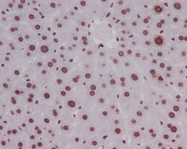 mp12477 ihc