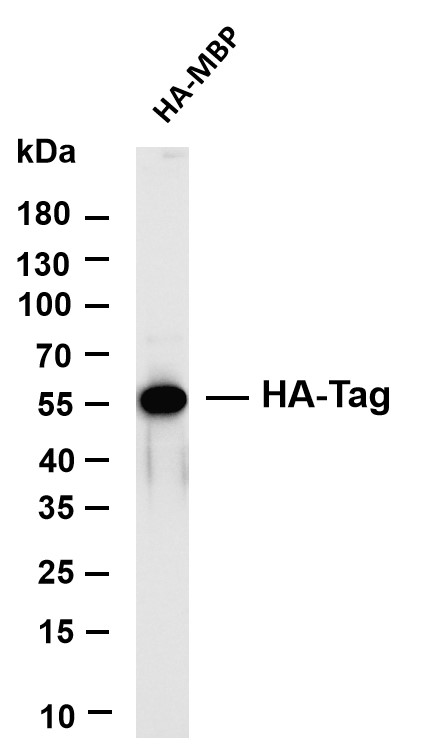 mt0012 2 0 primary antibodies wb testing 1