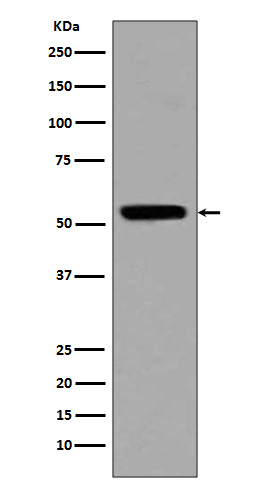 p00001 1 wb