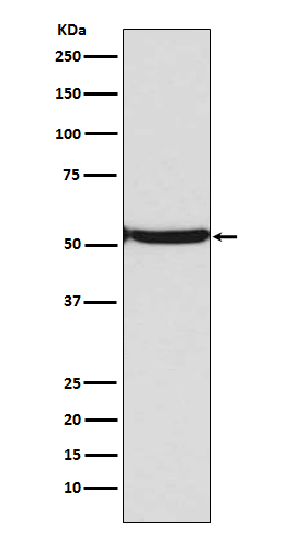 p00001 2 wb
