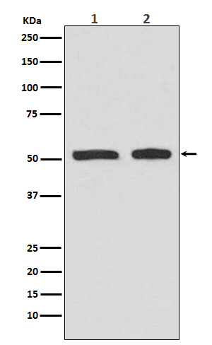 p00001 3 wb