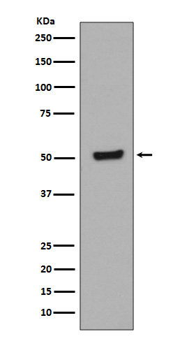 p00001 5 wb
