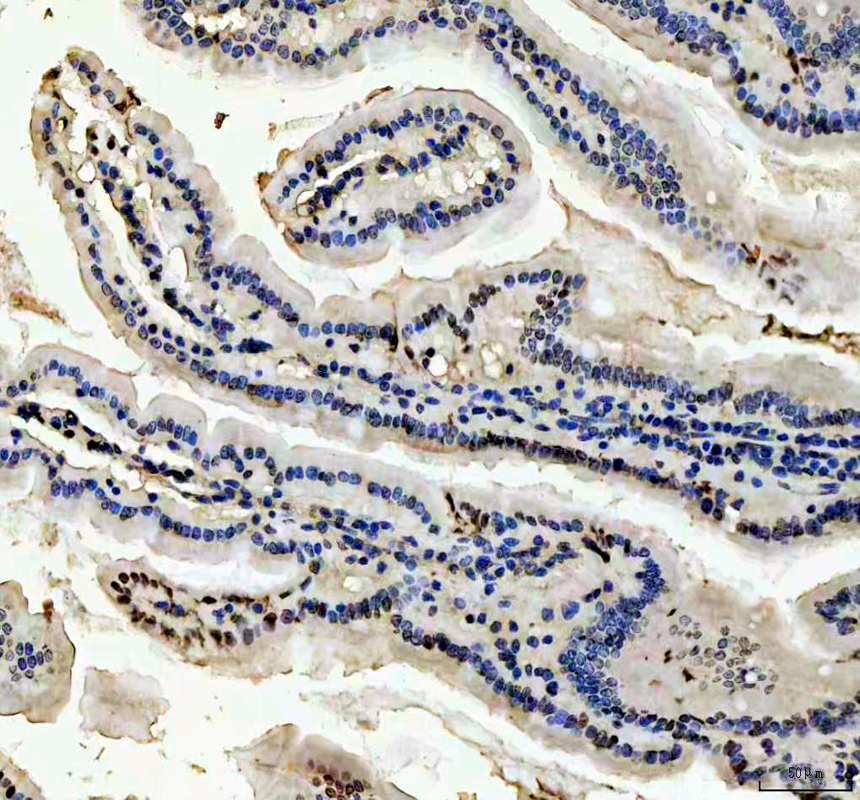 p00001 6 p53 primary antibodies ihc testing 1