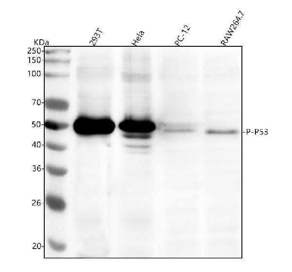 p00001 6 p53 primary antibodies wb testing 1