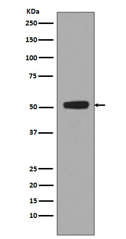 p00001 7 wb