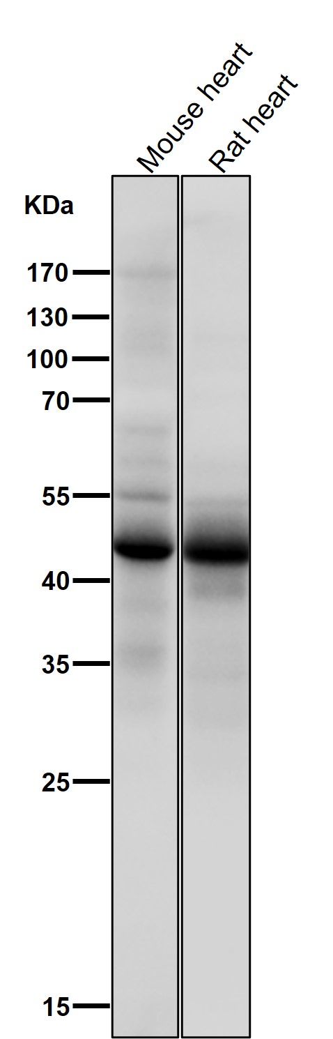 p00001 7 wb7