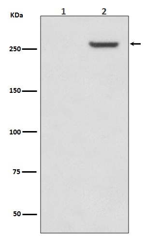 p00003 1 wb