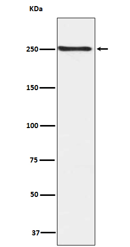 p00003 wb