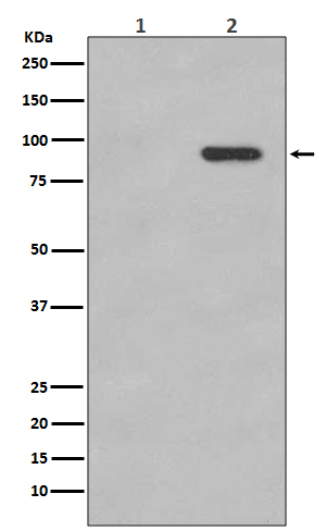 p00004 wb