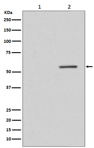 Western blot analysis of Phospho-PTEN (S380) expression in (1) MCF-7 cell treated with alkaline phosphatase lysate; (2) MCF-7 cell lysate
