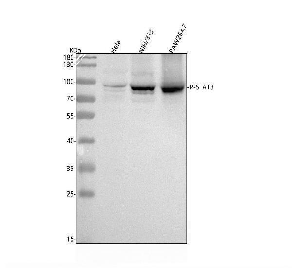  Western blot analysis of STAT3 using anti-STAT3 antibody (P00007-2)