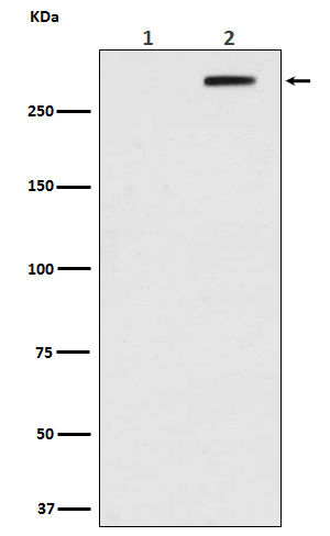 p00014 1 wb