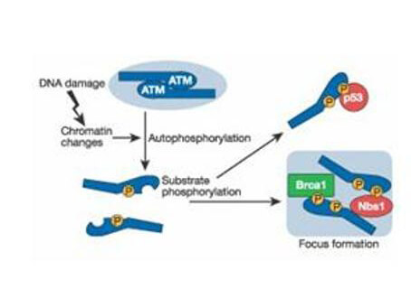 p00014 atm primary antibodies pathway testing 2