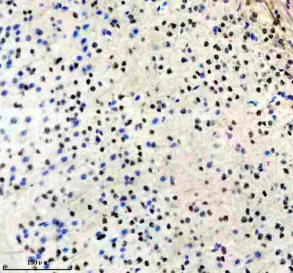 p00018 1 p sirt1 primary antibodies ihc testing 2